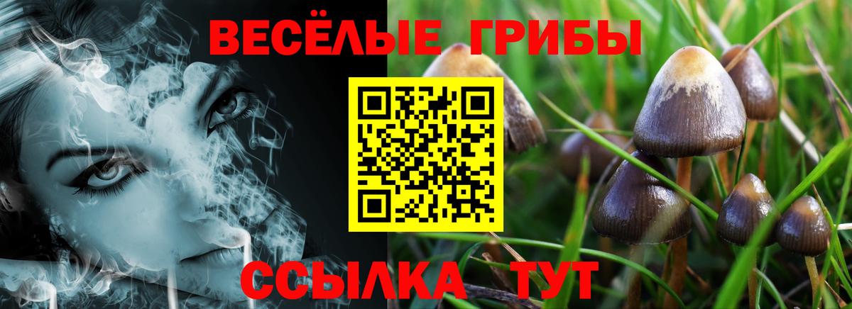 Псилоцибиновые грибы Psilocybe Лабинск